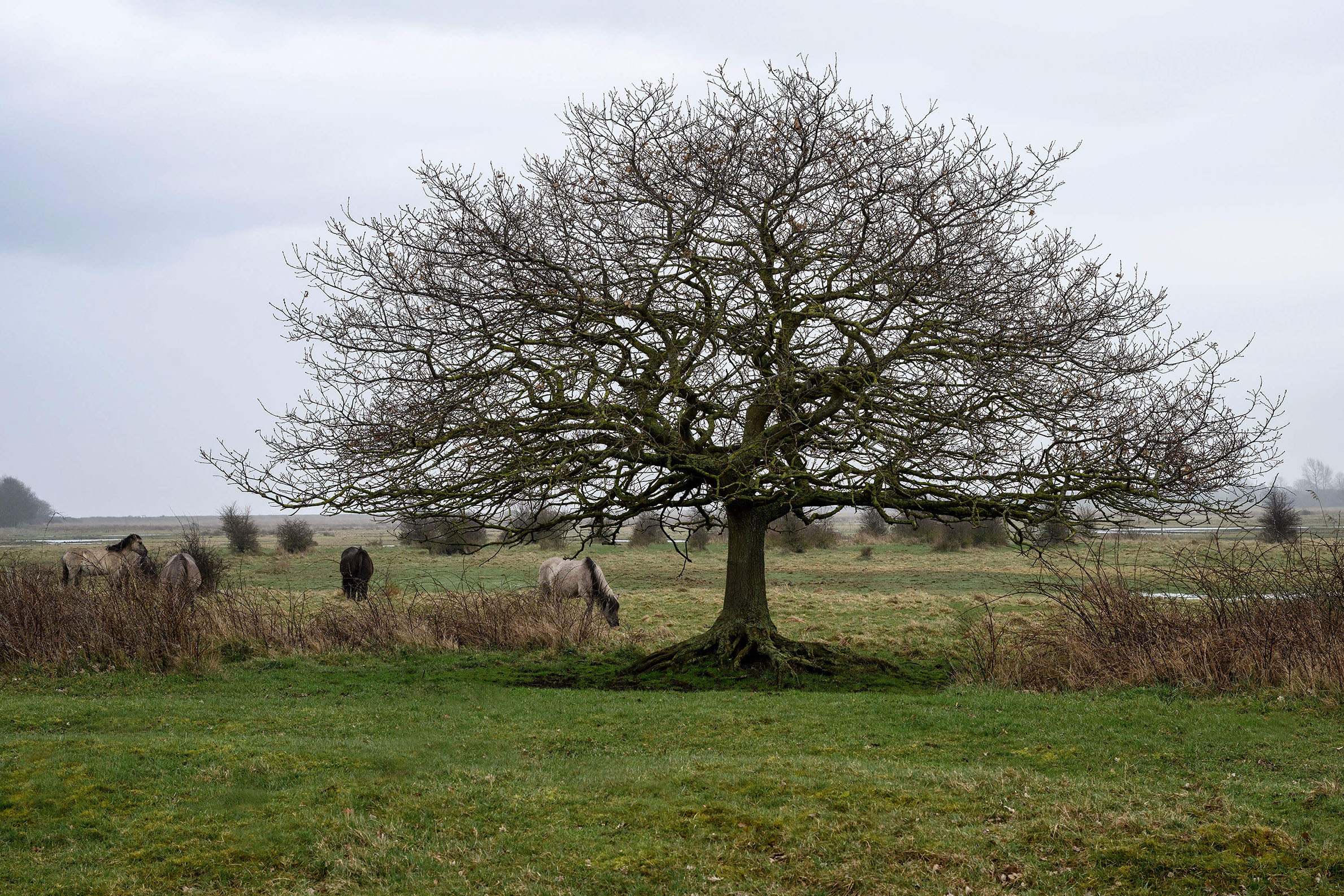 Konik semi-wild horses grazing under a solitary oak tree at Geltinger Birk nature reserve on the Baltic Sea in Schleswig-Holstein, Germany.