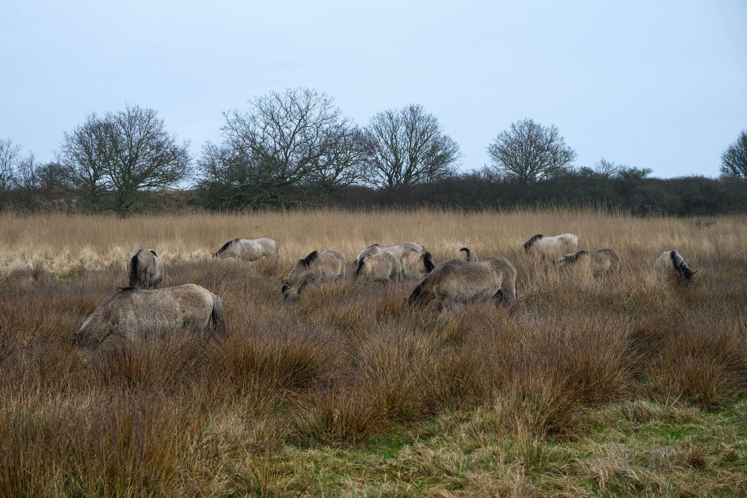 Konik herd of wild horses grazing and blending into the grassy landscape at Geltinger Birk nature reserve on the Baltic Sea in Schleswig-Holstein, Germany.