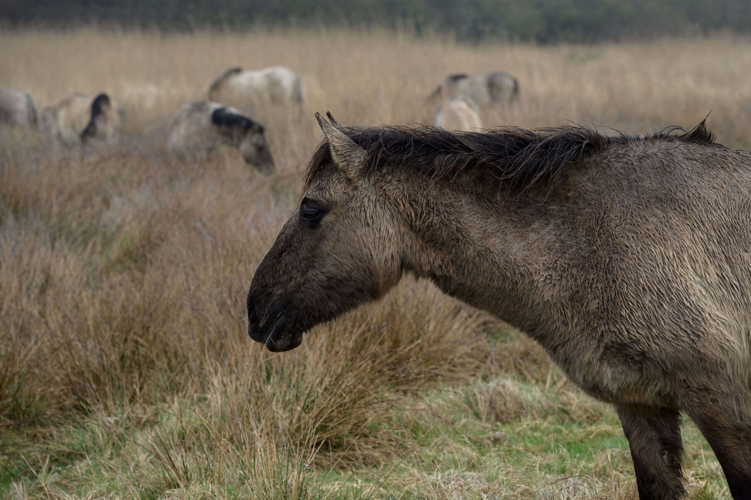 A Konik semi-wild horse grazing with his herd in the background at Geltinger Birk nature reserve on the Baltic Sea in Schleswig-Holstein, Germany.