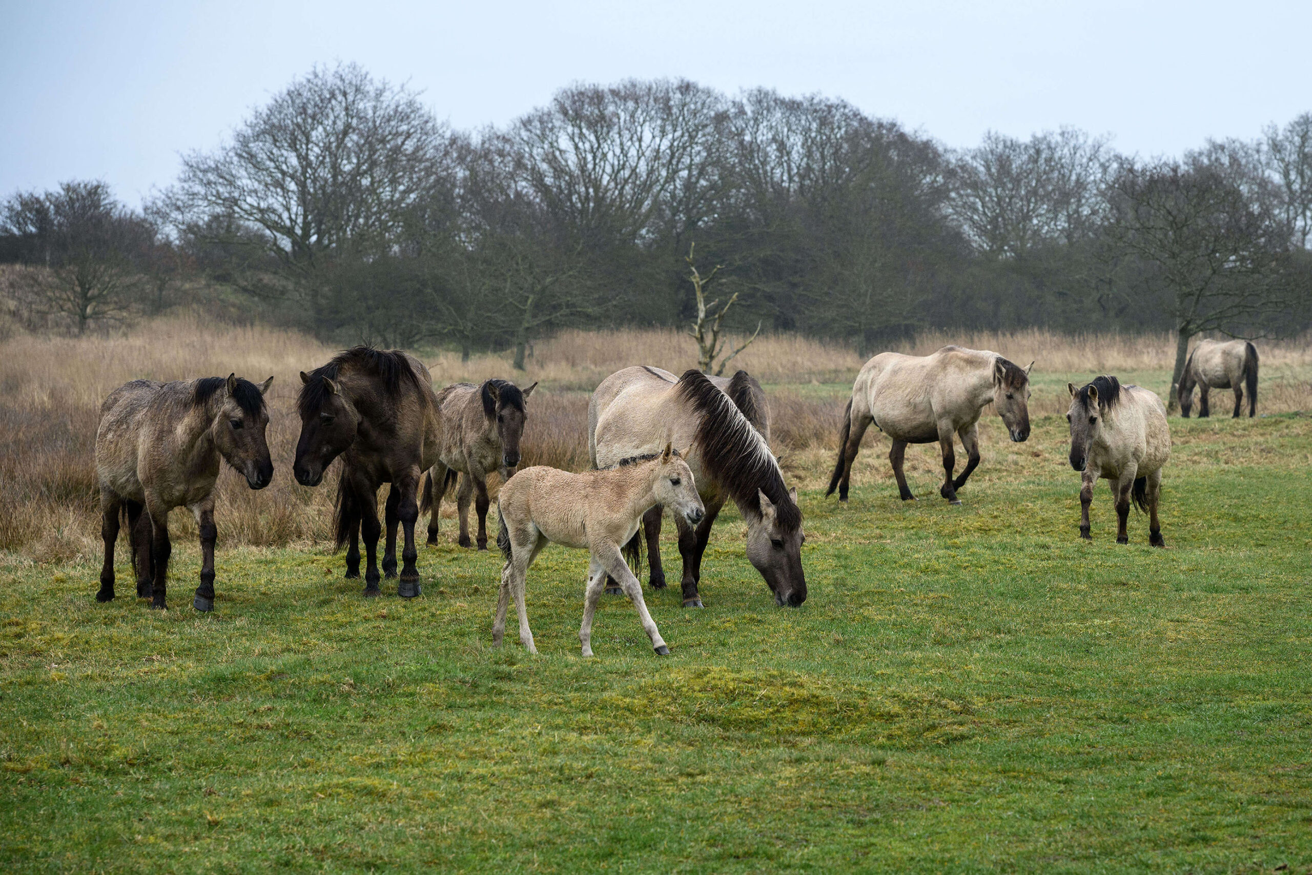 Konik herd of wild horses and foal during spring at Geltinger Birk nature reserve on the Baltic Sea in Schleswig-Holstein, Germany.