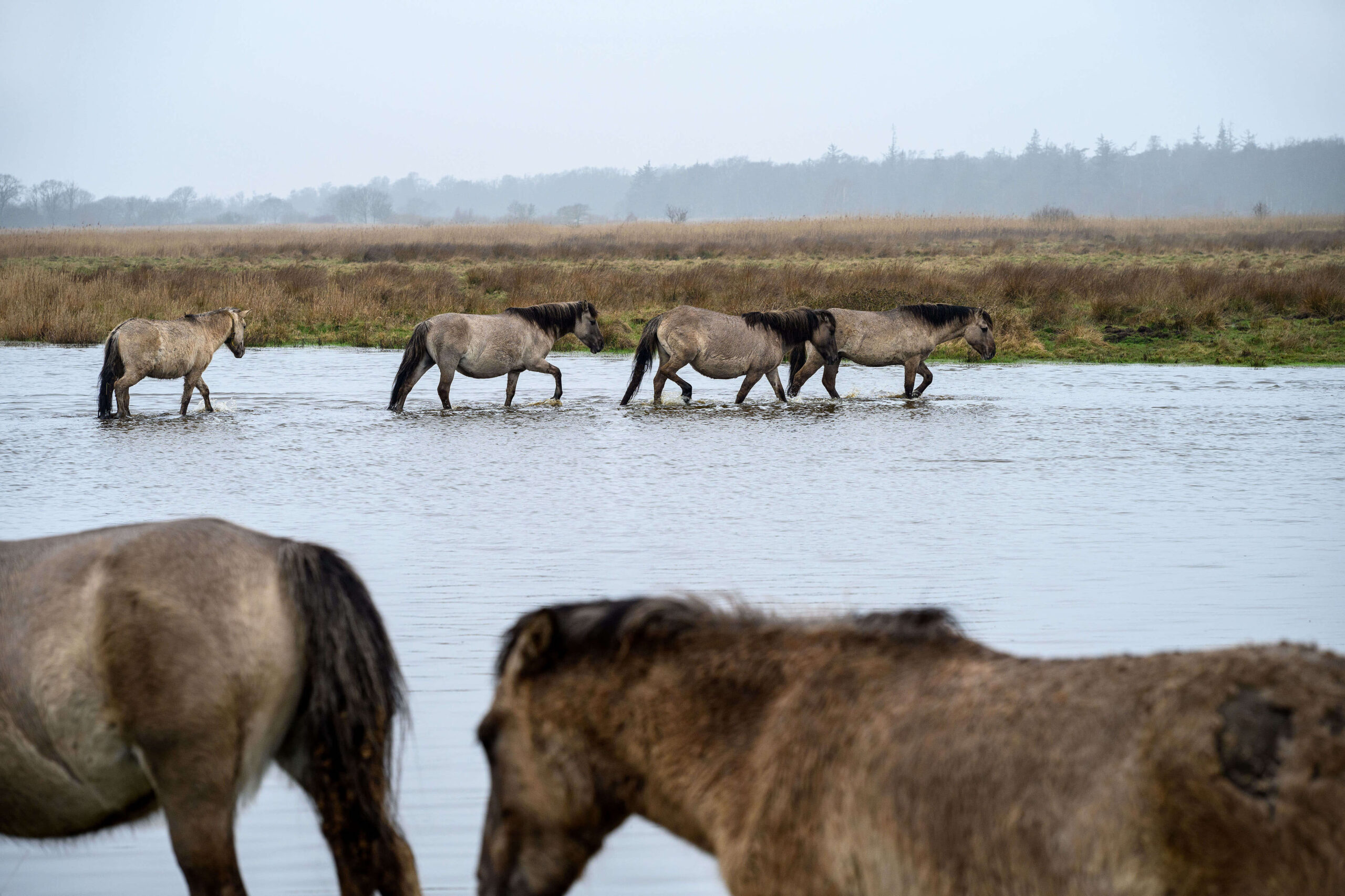 Konik herd of semi-wild horses crossing water at Geltinger Birk nature reserve on the Baltic Sea in Schleswig-Holstein, Germany.