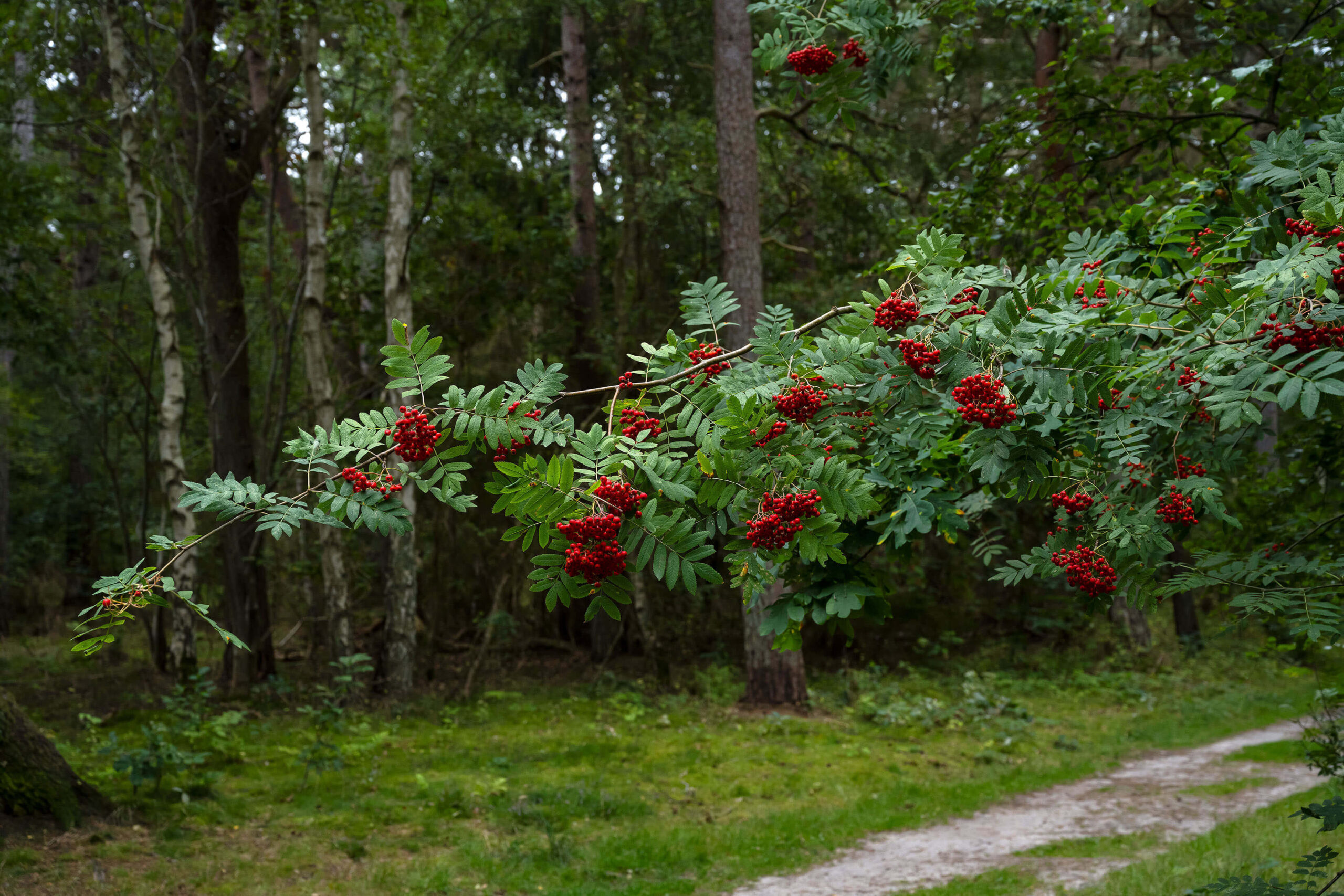 Red Rowan berries, sorbus aucuparia, on a tree branch in Denmark. The ancient Celts believed it to be the Tree of Life.