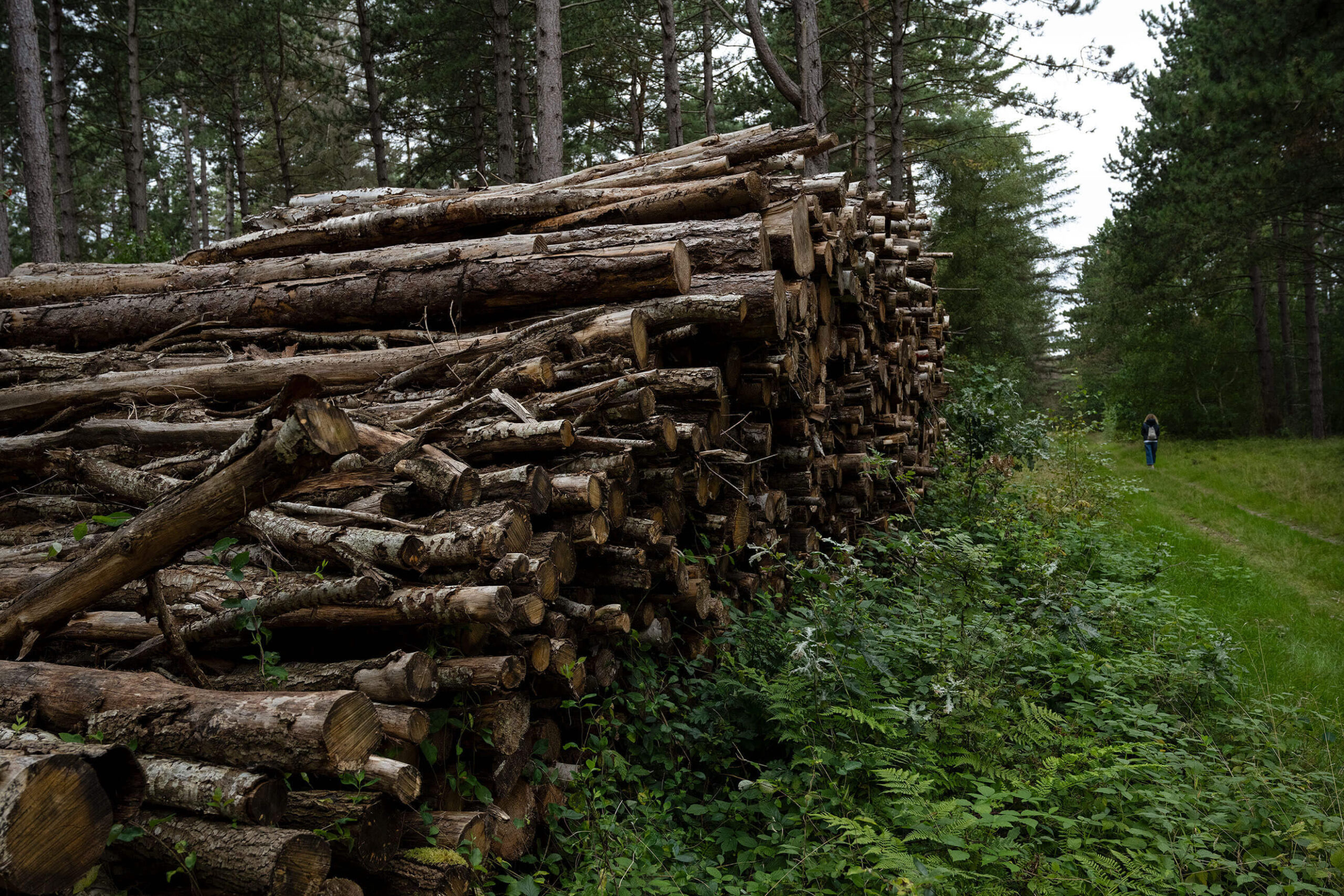 Stack of cut tree logs in a pine forest in Denmark and a person walking in the distance.