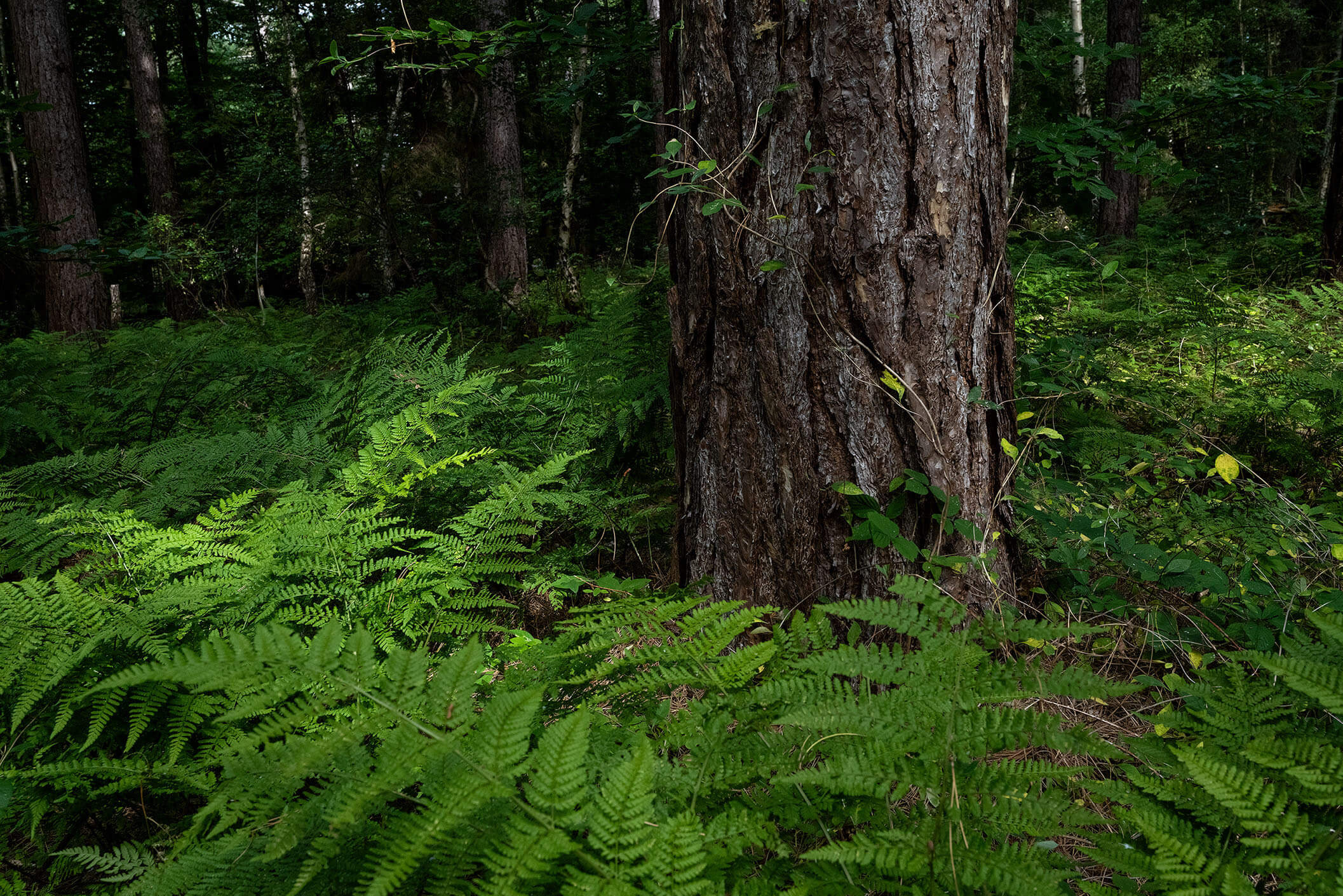 Lush green ferns surrounding a tree in dappled sunlight in a pine tree forest in Denmark.