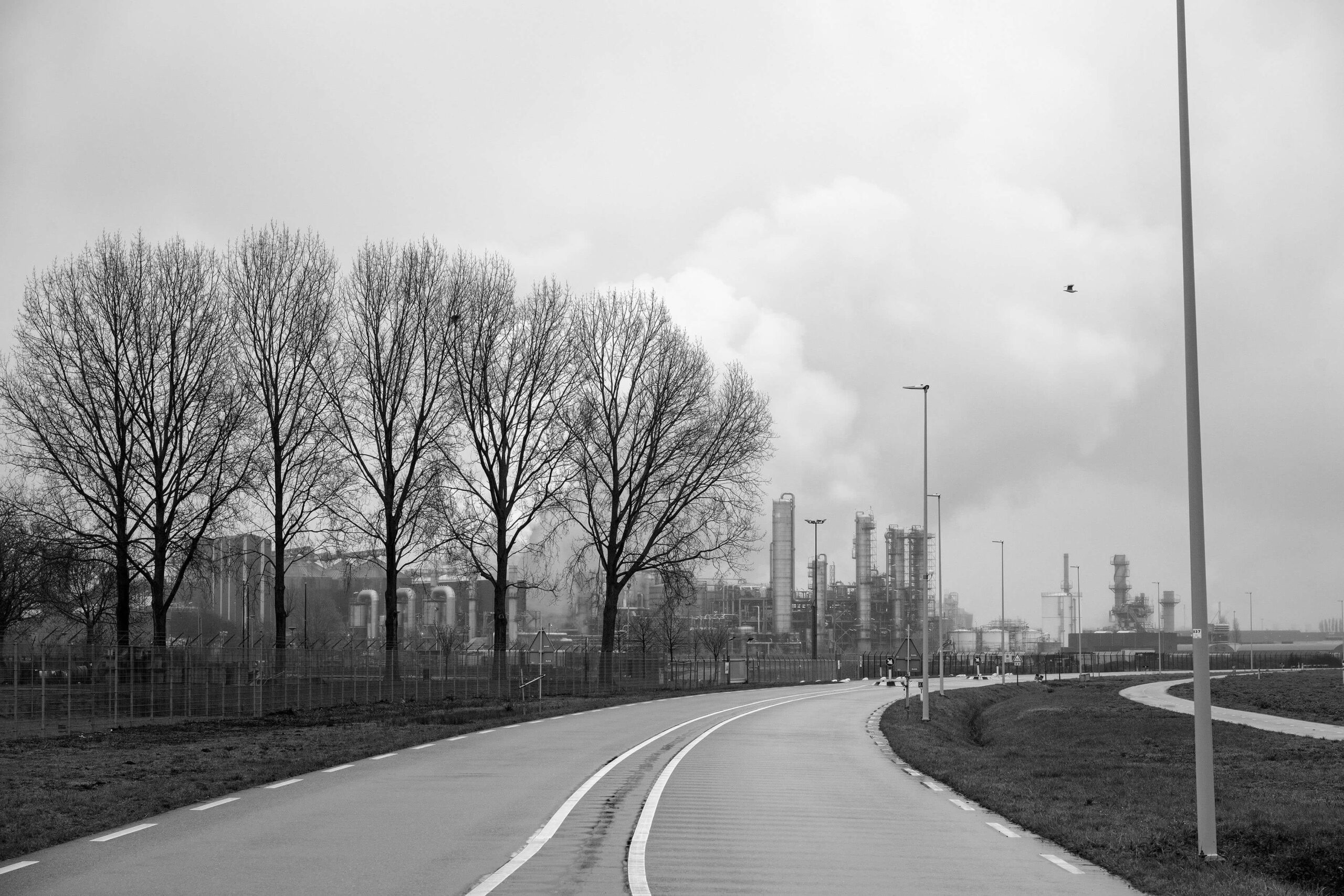 Road with trees to oil refineries in Maasvlakte 2 in black and white in the Port of Rotterdam, Netherlands.