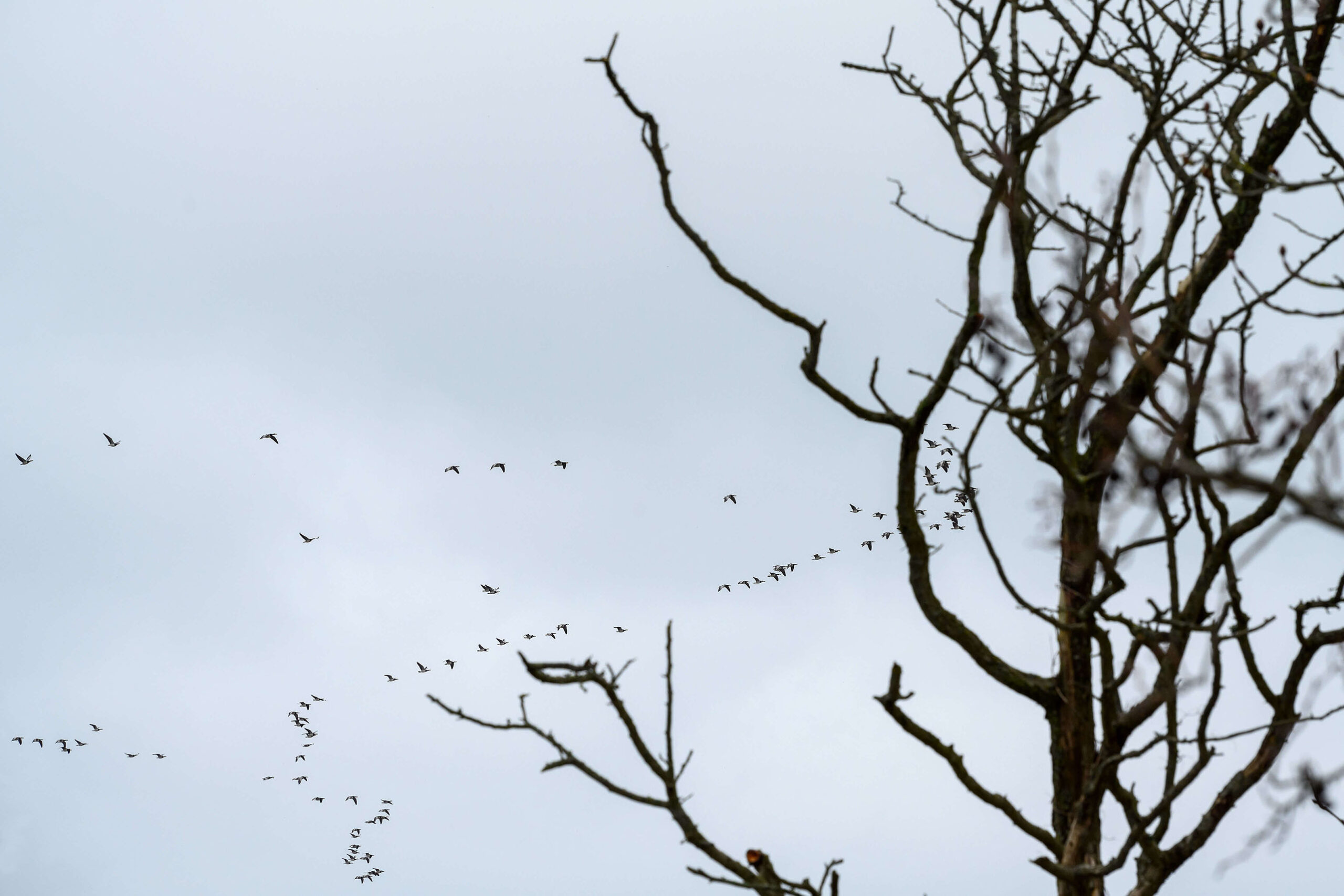 Birds flying over at Geltinger Birk nature reserve, Schleswig-Holstein, northern Germany