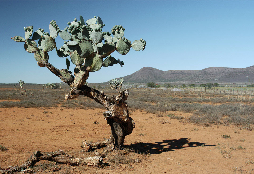 A Prickly Pear Cactus in the Karoo, a semi desert region in South Africa.