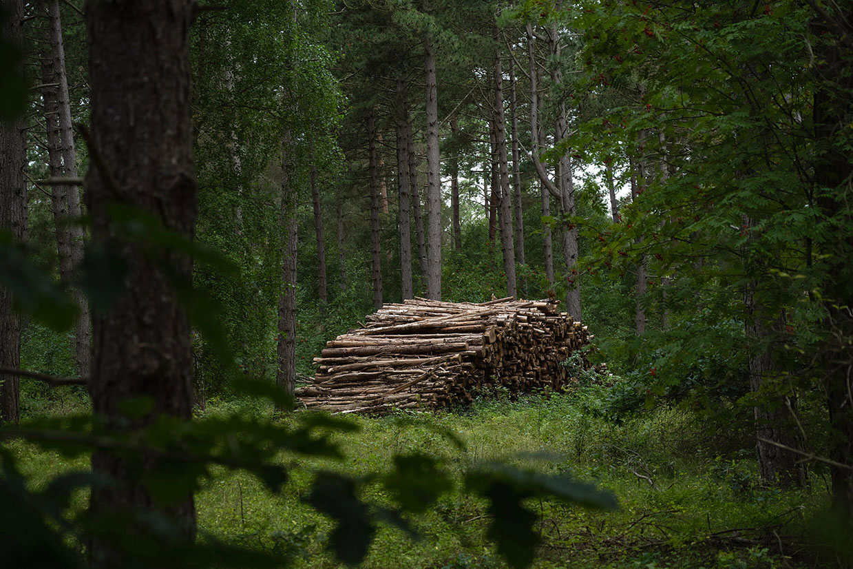 A stack of cut pine trees in a forest in Denmark seen through the leaves of a tree.