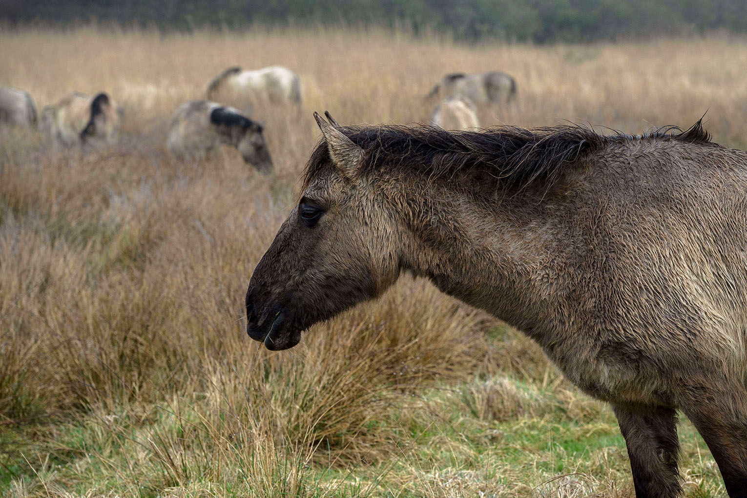 A Konik semi-wild horse grazing with his herd at Geltinger Birk nature reserve on the Baltic Sea in Schleswig-Holstein, Germany.