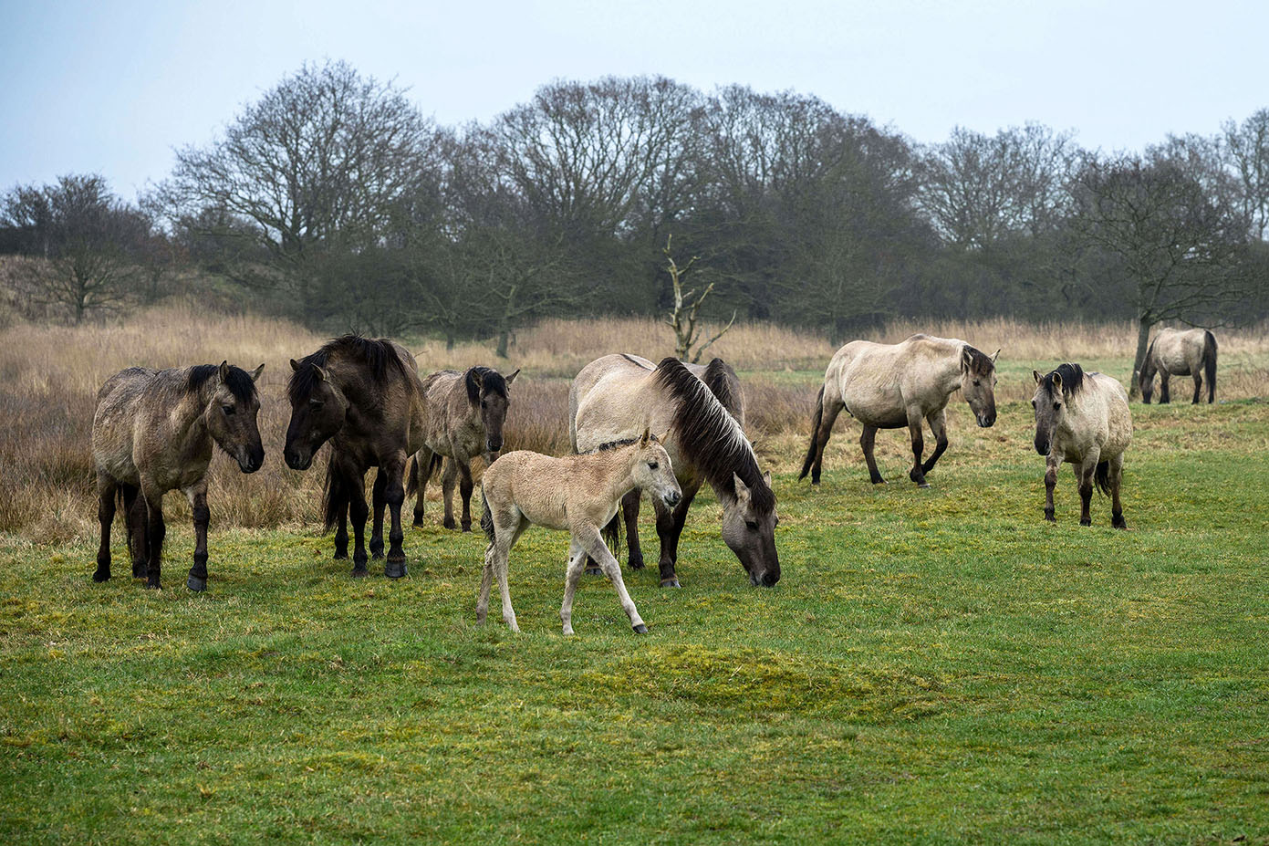 Konik semi-wild horses and a foal at Geltinger Birk nature reserve on the Baltic Sea in Schleswig-Holstein, Germany.