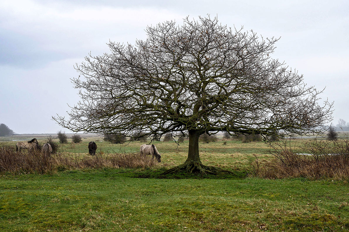 Konik horses under a tree at Geltinger Birk nature reserve on the Baltic Sea in Schleswig-Holstein, Germany.