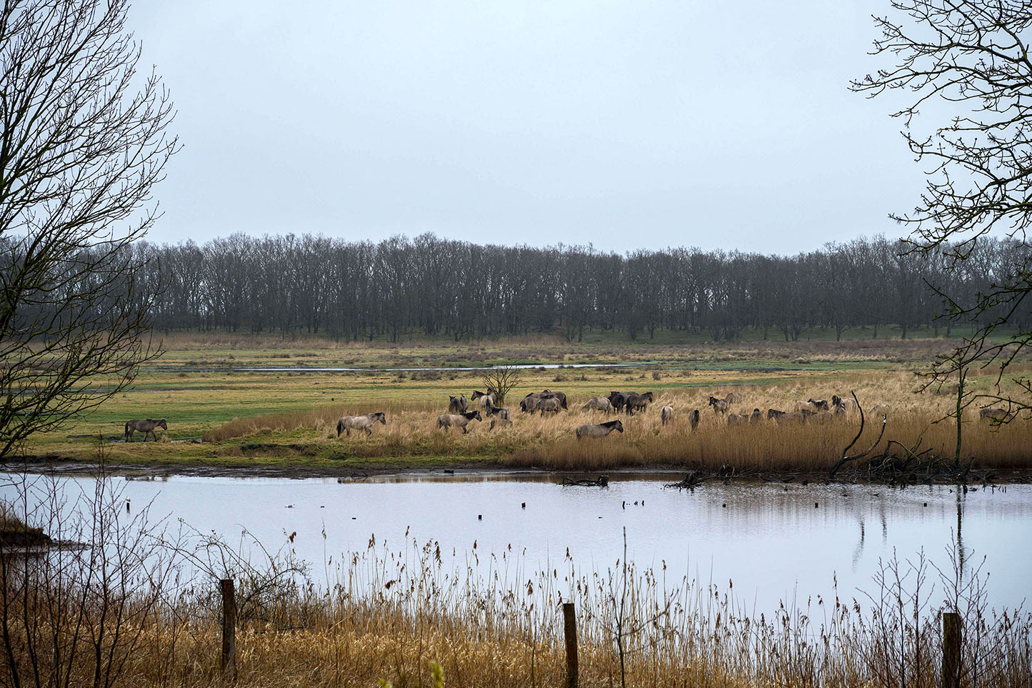 Konik herd of semi-wild horses taking a rest at Geltinger Birk nature reserve on the Baltic Sea in Schleswig-Holstein, Germany.