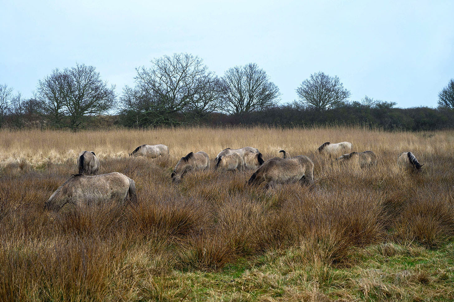 Konik herd of horses grazing and blending into the grassy landscape at Geltinger Birk in northern Germany
