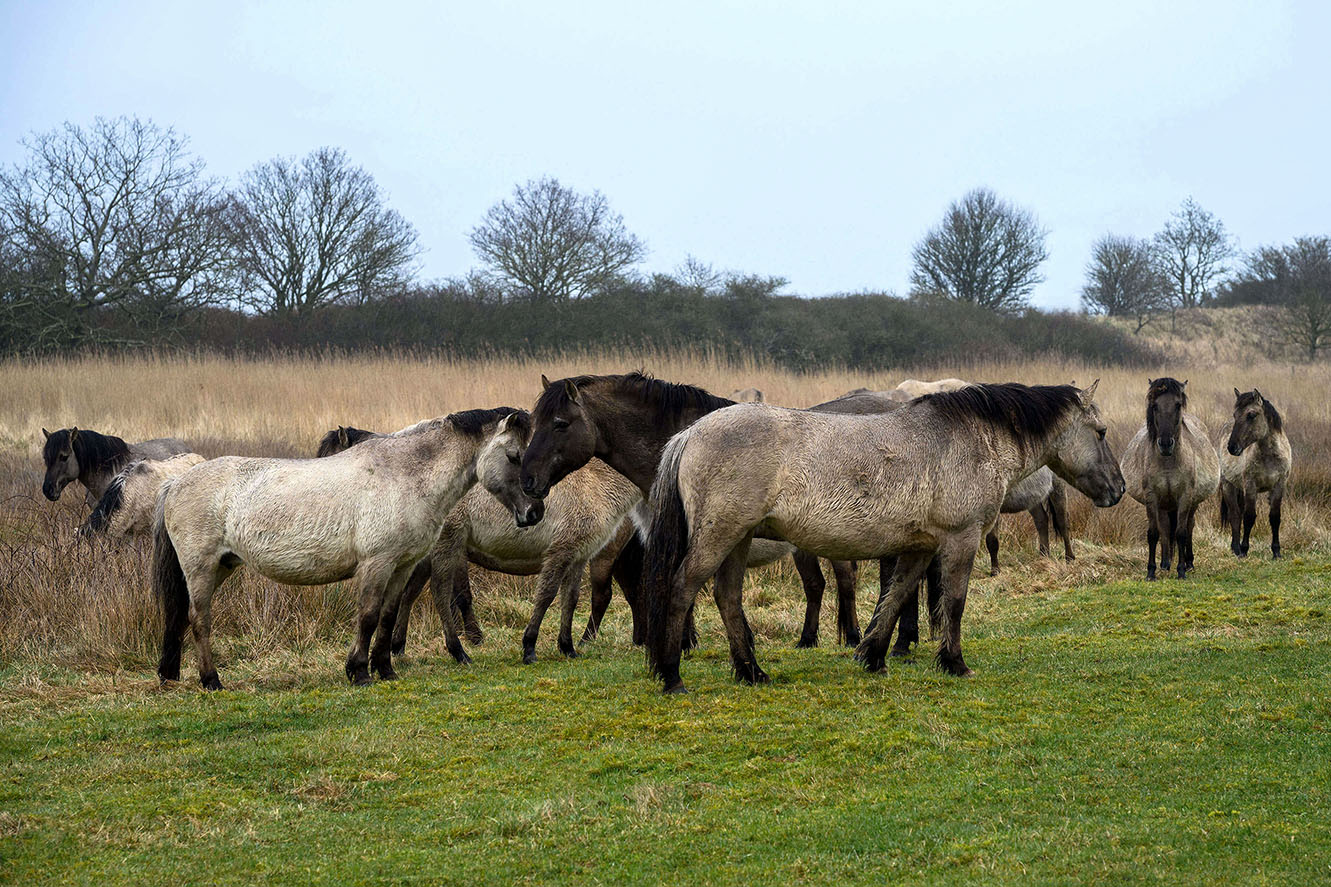 Konik semi-wild horses resting at Geltinger Birk nature reserve on the Baltic Sea in Schleswig-Holstein, Germany.