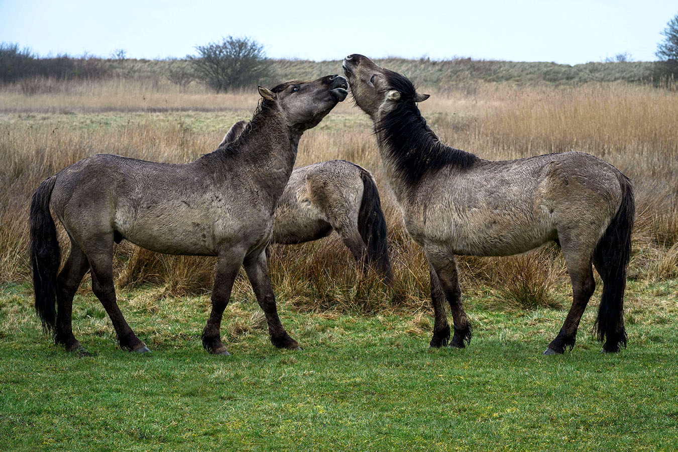 Konik semi-wild horses playing at Geltinger Birk nature reserve on the Baltic Sea in Schleswig-Holstein, Germany.