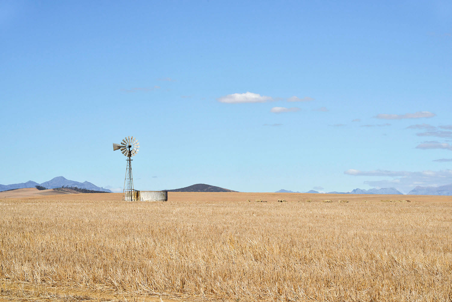 A windmill in a wheat field with sheep grazing in South Africa.